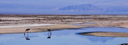 Flamingos in the Salar de Atacama