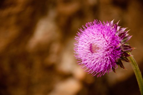 A thistle